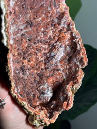 Image 2 of XL PINK CHALCEDONY GEODE -MOROCCO- A