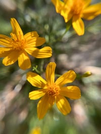 Image 1 of Rayito de Sol oil 