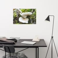Image 2 of Mushroom Tree Premium Photo Print 