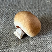 Image 3 of Button Mushroom (agaricus bisporus)