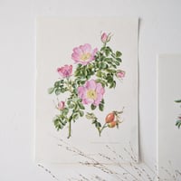 Image 2 of Planches De Botanique Roses