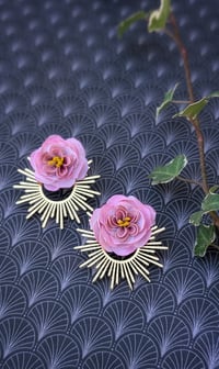 Image 3 of Centifolias Cabbage Roses 