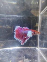 Image 4 of Dumbo lavender betta