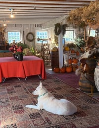 Image 5 of STEMS AT SUNSET - FLORAL WORKSHOP TICKETS