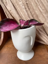 Image 2 of Rose Painted Calathea in White Head Pot