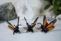 Image 3 of Monarch Butterflies