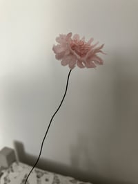 Image 1 of Pink Scabious 