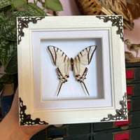 Image 1 of zebra kite swallowtail
