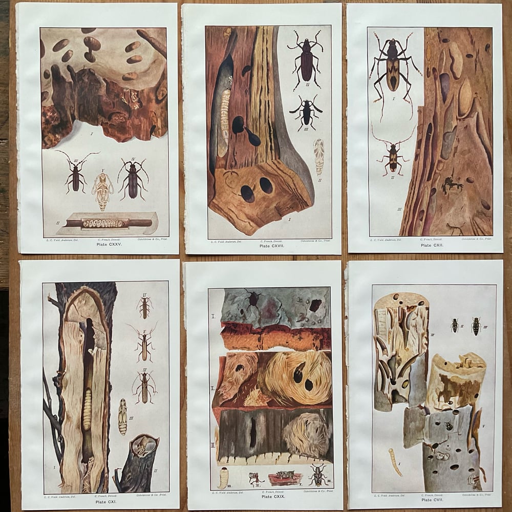 Image of Wood Bugs