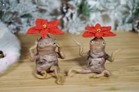 Image 3 of Poinsettia Mandrakes