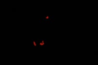 Image 4 of [In-Hand] Bunny Hex