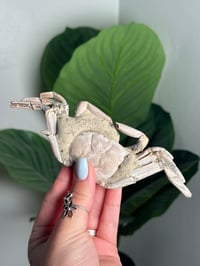 Image 1 of 15 MILLION YEAR OLD FOSSILIZED CRAB -MADAGASCAR- A