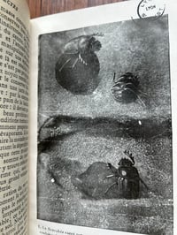 Image 9 of La vie des insectes de J-H. Fabre, 1935!