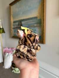 Image 5 of Baby Leopard