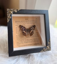 Image 2 of Quiet Wings