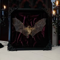 Image 1 of Maroon Velet Bat 