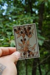 MUSH NEEDED- sticker