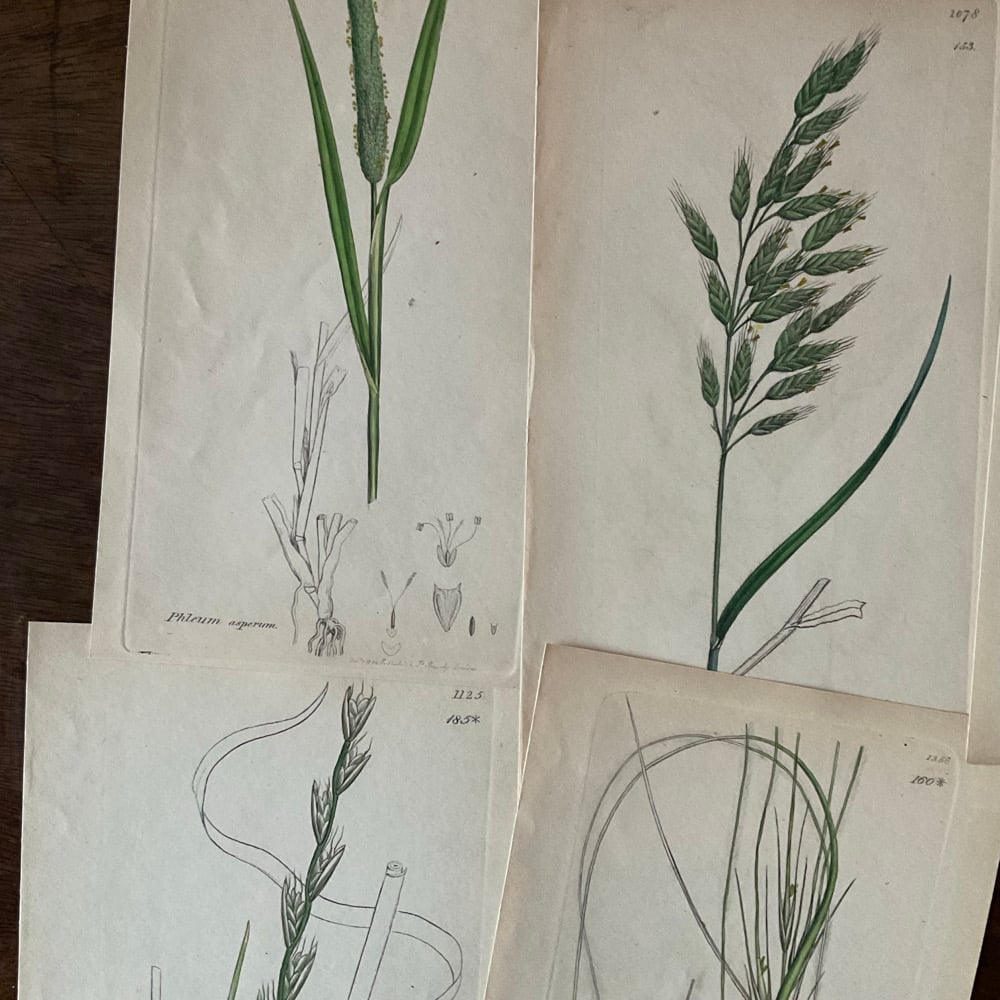 Image of Botanical Prints set no.2
