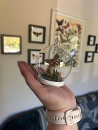 Image 3 of Yellow Bands Underwing Mini Dome