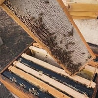 Image 8 of 🍯 2 Limited Batch, Dark Orchard Honey