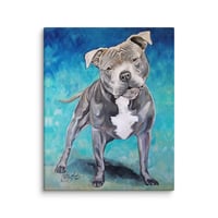 Image 3 of Blue Pitbull