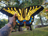 Image of Butterfly Pre-Order 