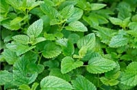 Lemon Balm 🍋 