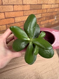 Image 6 of Jade Plant in Purple Geometric Pot