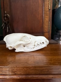 Image 3 of eu red fox skull 1