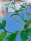 Columbine 