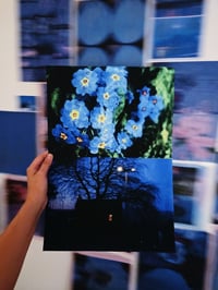 Image 2 of BLUE PRIMROSE