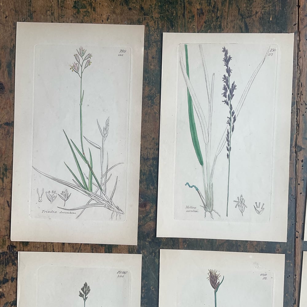 Image of Botanical Pictures group no,2