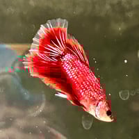 Image of Multicolour Betta Male (Long finage)
