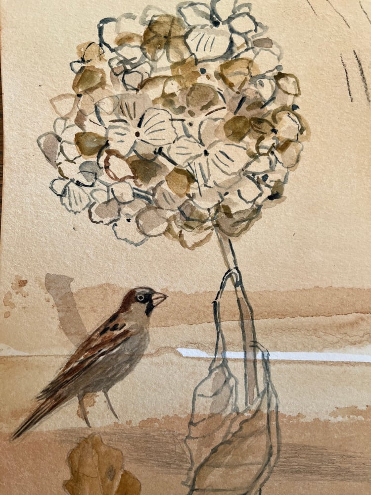 Image of Sparrow and dried hydrangea 