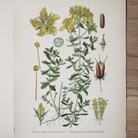 Image 4 of Planche De Botanique Coloree.