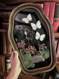 Image 2 of White African Butterfly Casket Frame
