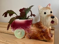 Image 1 of Thanksgiving Cactus in Scottie Dog Planter