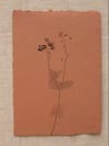 Speedwell A6 02 - Original Botanical Monoprint