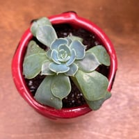 Image 3 of Blue Echeveria in Sweet Lady Bug