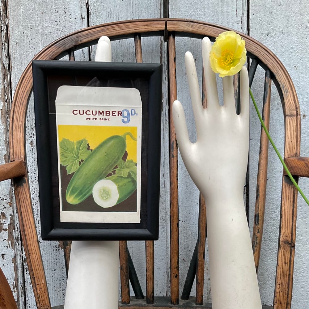Image of Cucumber