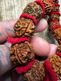 Image 2 of Rudraksha Beads