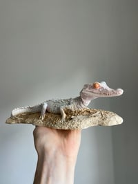 Image 5 of Dwarf caiman model 