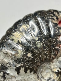 Image 2 of Black Ammonite Fossil With Pyrite #2439