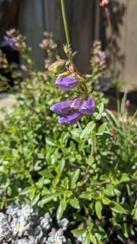 Image 3 of Cardwell's Penstemon: Penstemon cardwellii