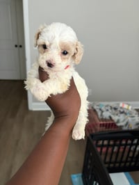 Image 1 of Summer Maltipoo’s 