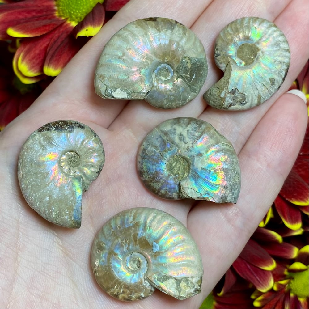 Image of Ammonite Shell