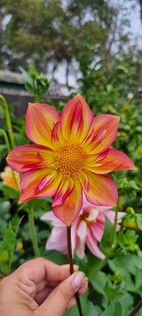 Image 5 of Pollinator Dreams Mix seeds