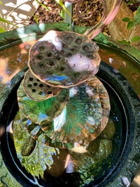 Image 2 of 🙏🏼Mystic Lotus🍃