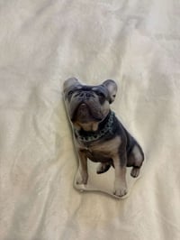 Image 4 of Pet Teddy or Toy