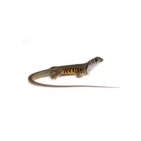 Common Butterfly Agama